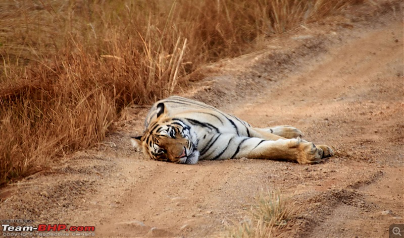 Tadoba Andhari Tiger Reserve : Just another quick travelogue-tadoba2-12k500.jpg