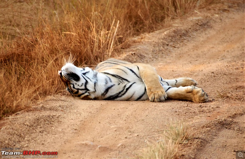 Tadoba Andhari Tiger Reserve : Just another quick travelogue-tadoba2-13k500.jpg