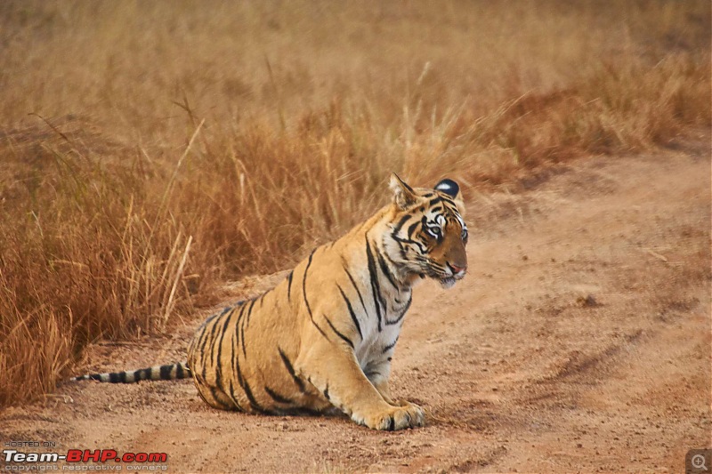 Tadoba Andhari Tiger Reserve : Just another quick travelogue-tadoba2-14k500.jpg