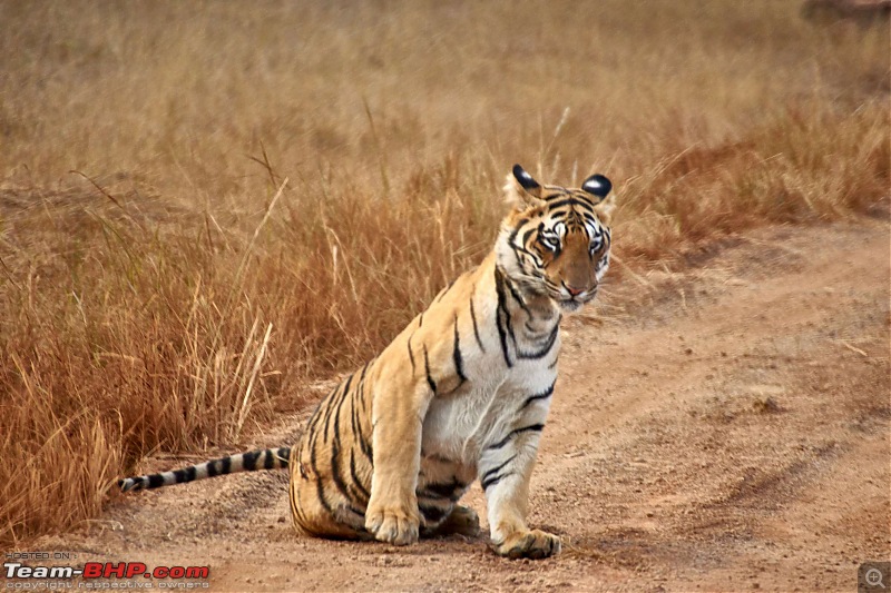 Tadoba Andhari Tiger Reserve : Just another quick travelogue-tadoba2-15k500.jpg