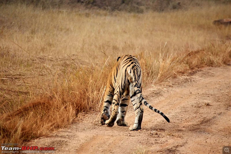 Tadoba Andhari Tiger Reserve : Just another quick travelogue-tadoba2-16k500.jpg