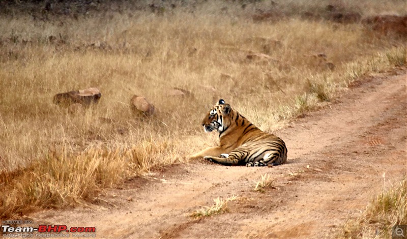 Tadoba Andhari Tiger Reserve : Just another quick travelogue-tadoba2-17k500.jpg