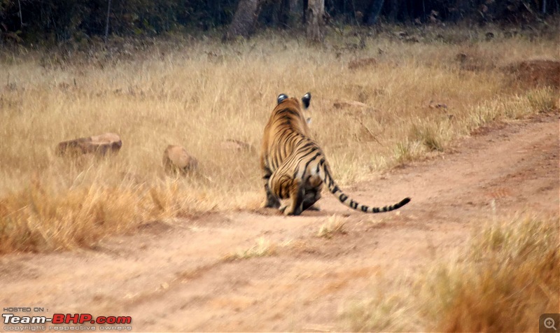 Tadoba Andhari Tiger Reserve : Just another quick travelogue-tadoba2-18k500.jpg