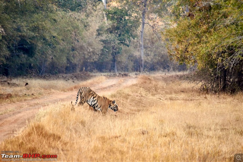 Tadoba Andhari Tiger Reserve : Just another quick travelogue-tadoba2-19k500.jpg