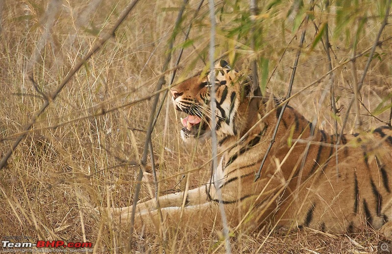 Tadoba Andhari Tiger Reserve : Just another quick travelogue-tadoba2-20k500.jpg