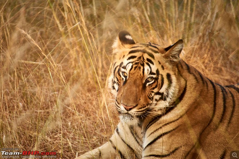 Tadoba Andhari Tiger Reserve : Just another quick travelogue-tadoba2-21k500.jpg