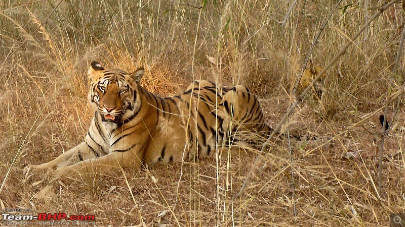 Tadoba Andhari Tiger Reserve : Just another quick travelogue-tadoba2-22k500.jpg