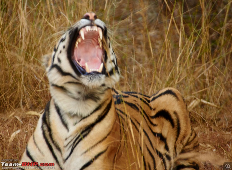 Tadoba Andhari Tiger Reserve : Just another quick travelogue-tadoba2-23k500.jpg