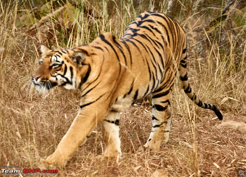 Tadoba Andhari Tiger Reserve : Just another quick travelogue-tadoba2-24k500.jpg