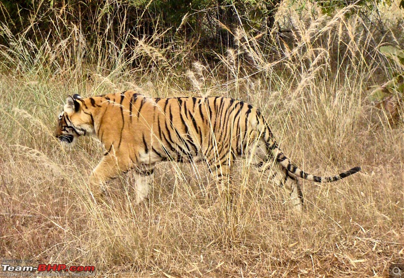 Tadoba Andhari Tiger Reserve : Just another quick travelogue-tadoba2-25k500.jpg