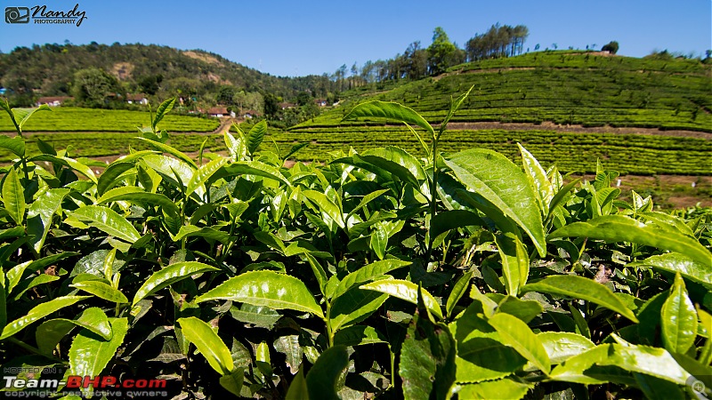 Ride to a nature-rich district in Kerala, Idukki-dsc_6748.jpg