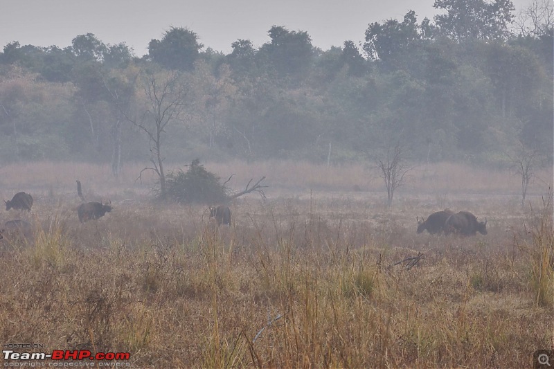 Tadoba Andhari Tiger Reserve : Just another quick travelogue-tadoba_3k500.jpg