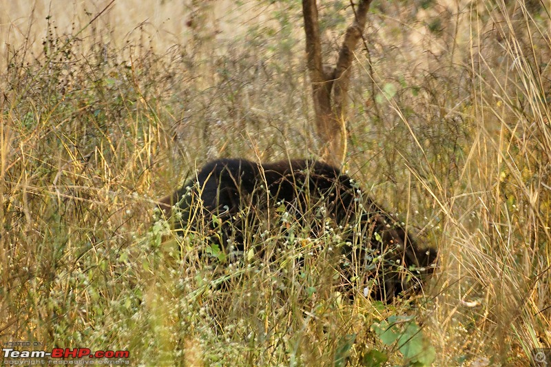 Tadoba Andhari Tiger Reserve : Just another quick travelogue-tadoba_10k500.jpg