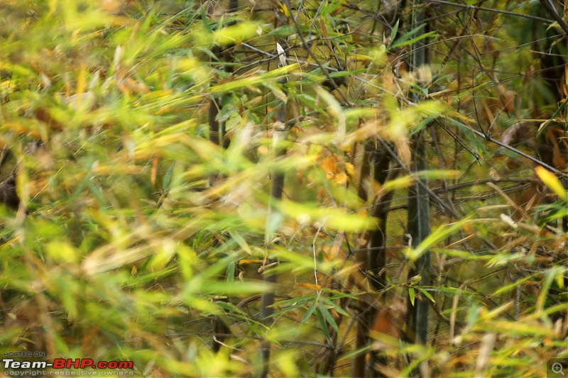 Tadoba Andhari Tiger Reserve : Just another quick travelogue-tadoba_12k500.jpg