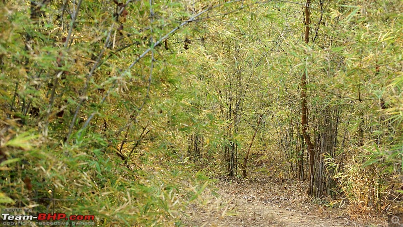 Tadoba Andhari Tiger Reserve : Just another quick travelogue-tadoba_14k500.jpg