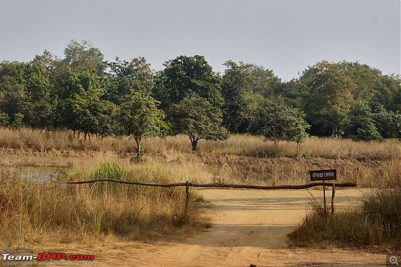 Tadoba Andhari Tiger Reserve : Just another quick travelogue-tadobajunona-4k500.jpg