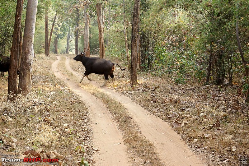 Tadoba Andhari Tiger Reserve : Just another quick travelogue-tadobajunona-9k500.jpg