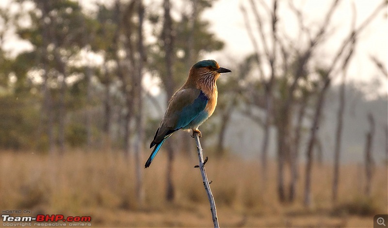 Tadoba Andhari Tiger Reserve : Just another quick travelogue-tadobajunona-12k500.jpg