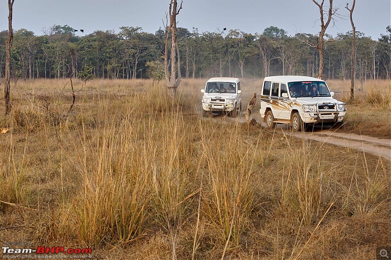 Tadoba Andhari Tiger Reserve : Just another quick travelogue-tadobajunona-15k500.jpg