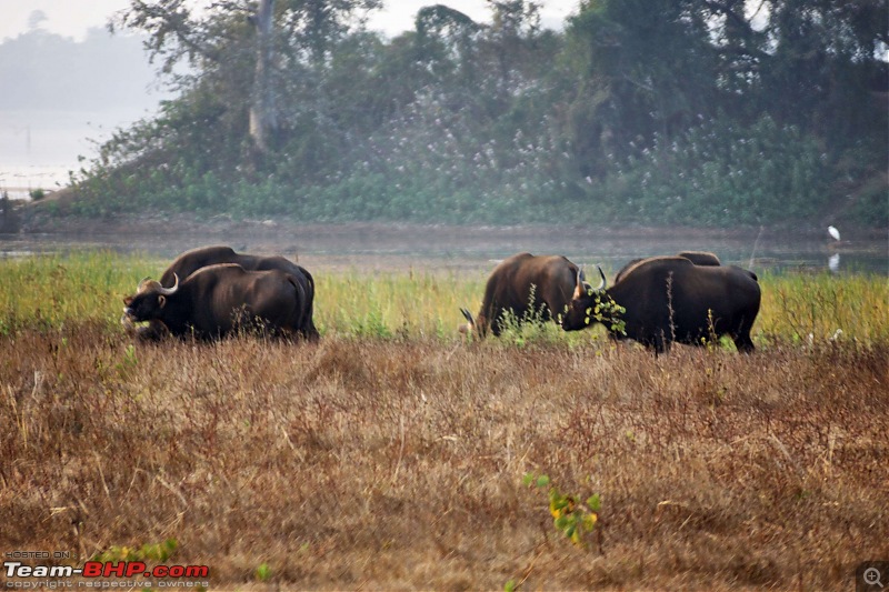 Tadoba Andhari Tiger Reserve : Just another quick travelogue-tadobajunona-16k500.jpg