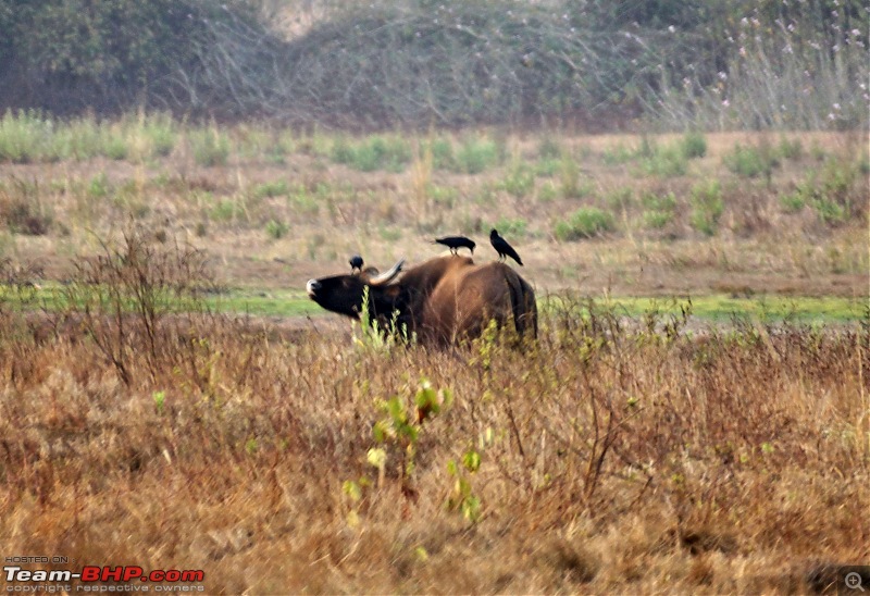 Tadoba Andhari Tiger Reserve : Just another quick travelogue-tadobajunona-17k500.jpg