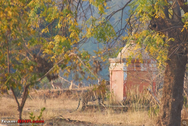 Tadoba Andhari Tiger Reserve : Just another quick travelogue-tadoba_1k500.jpg