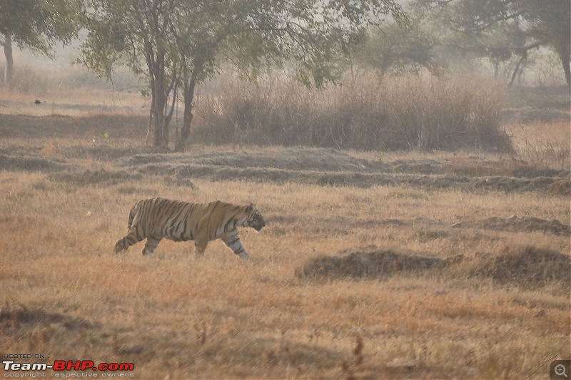 Tadoba Andhari Tiger Reserve : Just another quick travelogue-tadoba_5k500.jpg