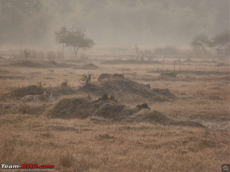 Tadoba Andhari Tiger Reserve : Just another quick travelogue-tadoba_6k500.jpg