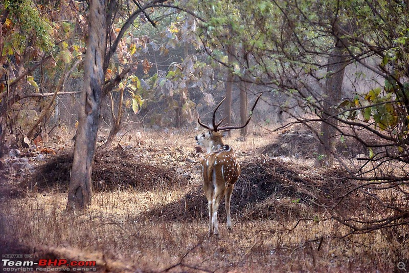 Tadoba Andhari Tiger Reserve : Just another quick travelogue-tadoba_7k500.jpg