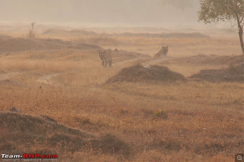 Tadoba Andhari Tiger Reserve : Just another quick travelogue-tadoba_21k500.jpg