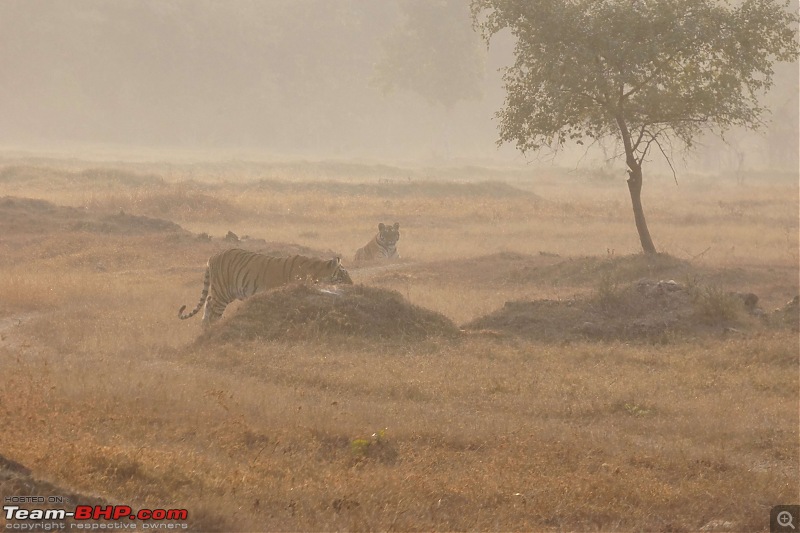 Tadoba Andhari Tiger Reserve : Just another quick travelogue-tadoba_22k500.jpg