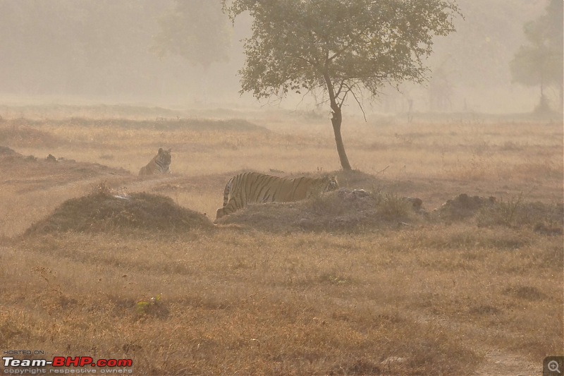 Tadoba Andhari Tiger Reserve : Just another quick travelogue-tadoba_23k500.jpg