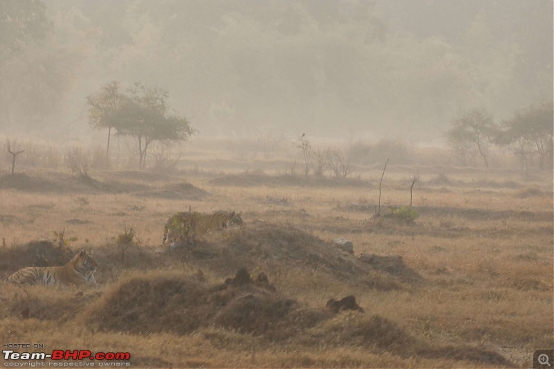 Tadoba Andhari Tiger Reserve : Just another quick travelogue-tadoba_24k500.jpg