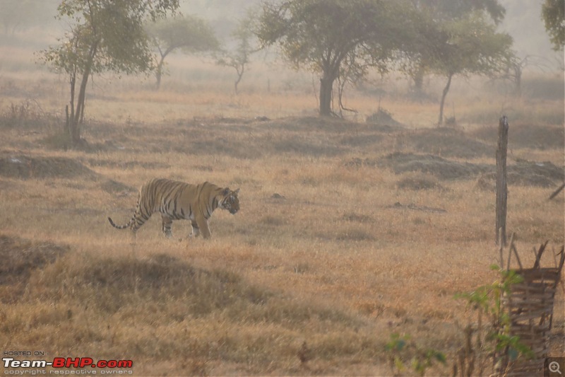 Tadoba Andhari Tiger Reserve : Just another quick travelogue-tadoba_25k500.jpg