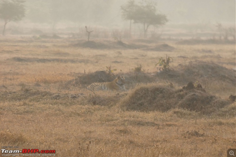 Tadoba Andhari Tiger Reserve : Just another quick travelogue-tadoba_26k500.jpg