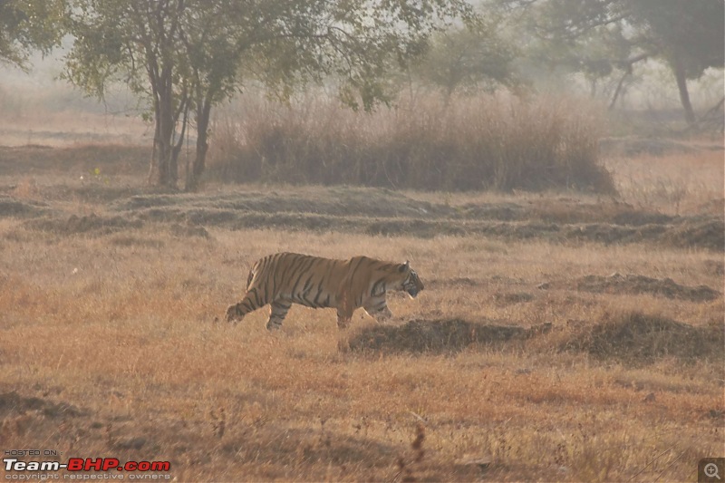 Tadoba Andhari Tiger Reserve : Just another quick travelogue-tadoba_27k500.jpg