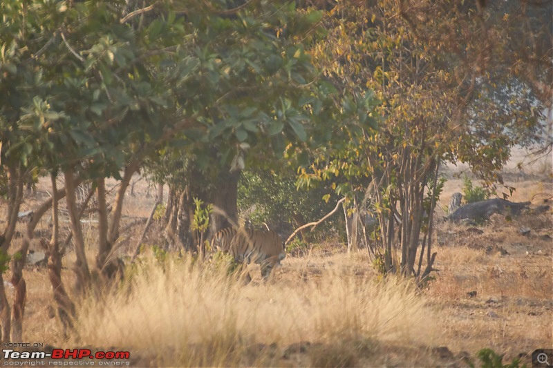 Tadoba Andhari Tiger Reserve : Just another quick travelogue-tadoba_28k500.jpg