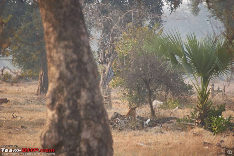 Tadoba Andhari Tiger Reserve : Just another quick travelogue-tadoba_29k500.jpg