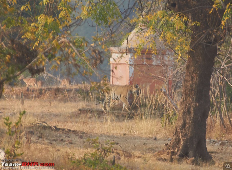 Tadoba Andhari Tiger Reserve : Just another quick travelogue-tadoba_30k500.jpg