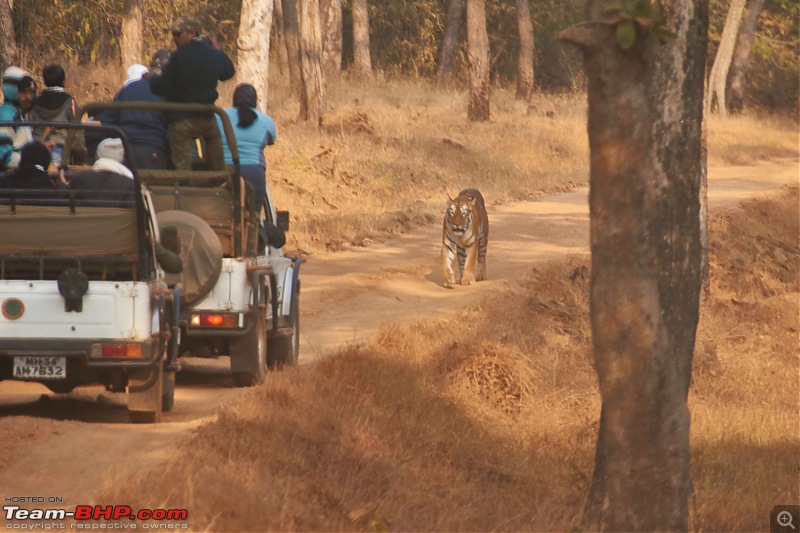 Tadoba Andhari Tiger Reserve : Just another quick travelogue-tadoba_a.jpg