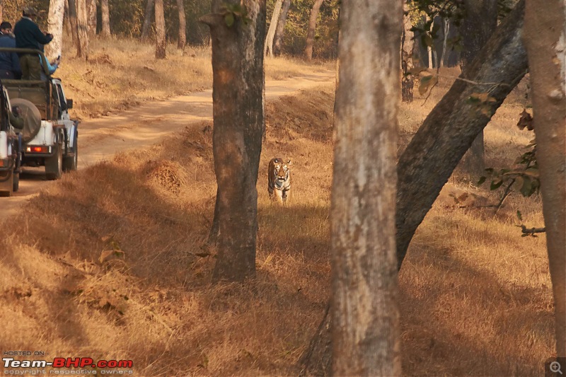 Tadoba Andhari Tiger Reserve : Just another quick travelogue-tadoba_b.jpg