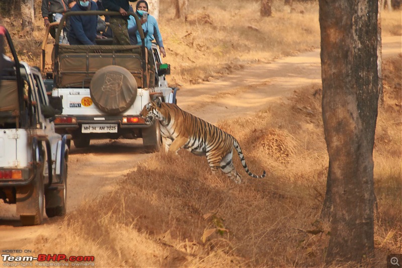 Tadoba Andhari Tiger Reserve : Just another quick travelogue-tadoba_c.jpg