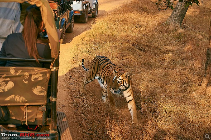 Tadoba Andhari Tiger Reserve : Just another quick travelogue-tadoba_d.jpg