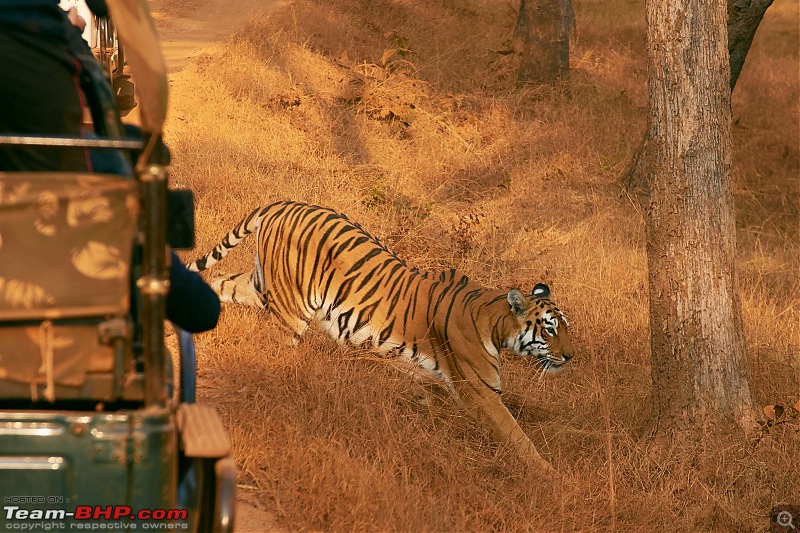Tadoba Andhari Tiger Reserve : Just another quick travelogue-tadoba_e.jpg