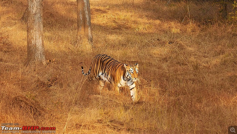 Tadoba Andhari Tiger Reserve : Just another quick travelogue-tadoba_f.jpg