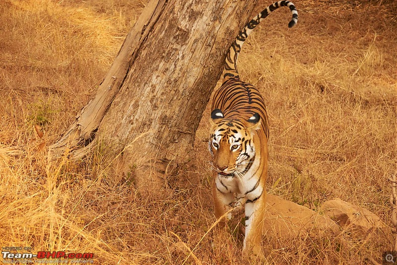 Tadoba Andhari Tiger Reserve : Just another quick travelogue-tadoba_g.jpg