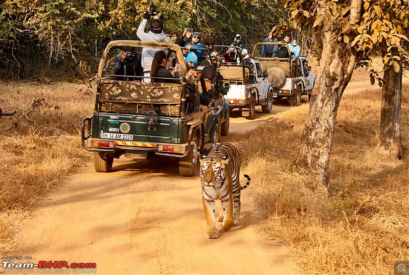 Tadoba Andhari Tiger Reserve : Just another quick travelogue-tadoba_g1.jpg