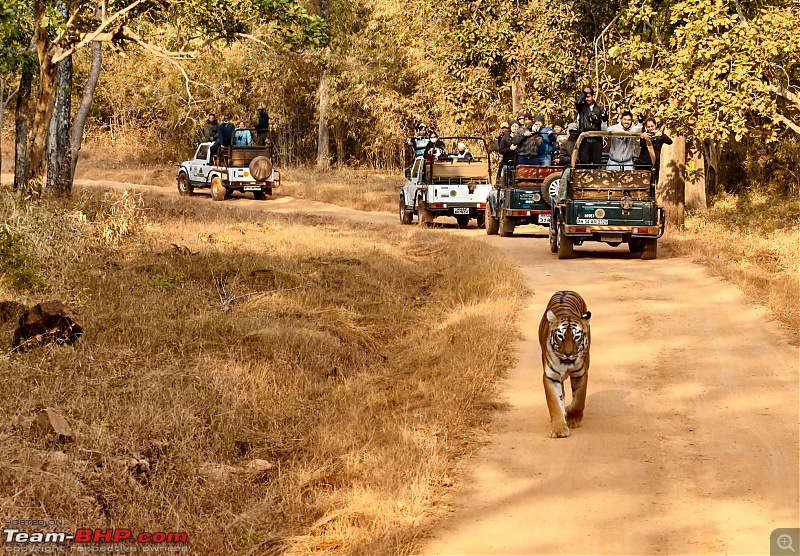 Tadoba Andhari Tiger Reserve : Just another quick travelogue-tadoba_i.jpg