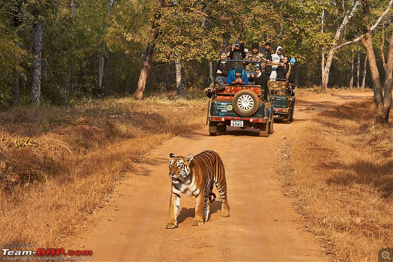 Tadoba Andhari Tiger Reserve : Just another quick travelogue-tadoba_i1.jpg