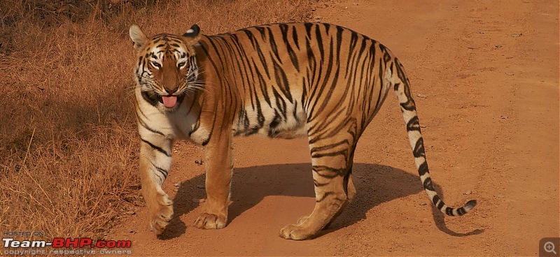 Tadoba Andhari Tiger Reserve : Just another quick travelogue-tadoba_j.jpg